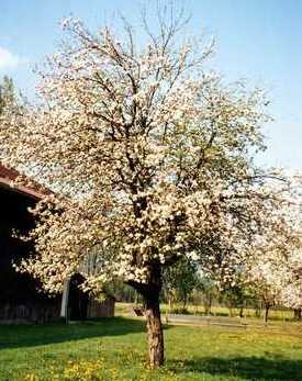 Apfelbaum-Blte