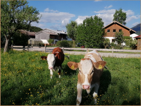 Klber auf der Wiese