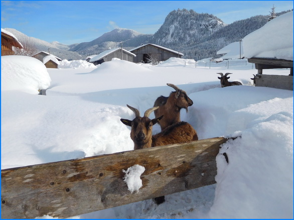 Ziegen im Winter