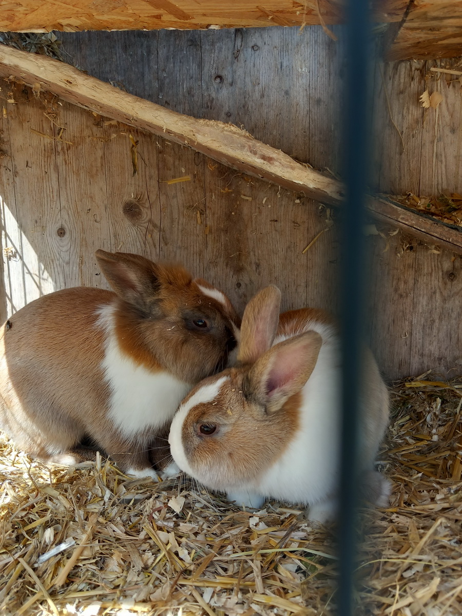 Zwergkaninchen