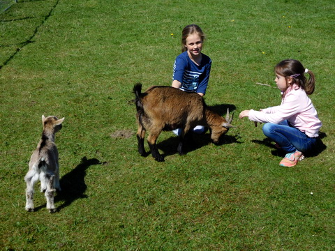 Zwergziegen